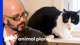 This Cat Owner Tests Jackson's Patience! | My Cat From Hell