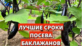 Самый ранний урожай баклажанов в любом регионе