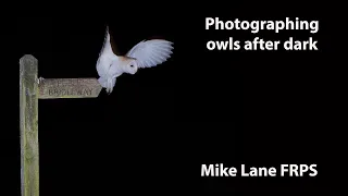 Photographing owls in the dark