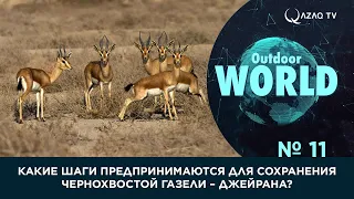 «Outdoor World». Какие шаги предпринимаются для сохранения чернохвостой газели – джейрана?