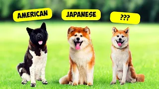 AKITA TYPES - 3 TYPES OF AKITAS