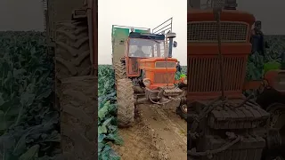 #tractor #tractorvideo #fiat #1300DT #shorts