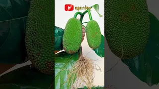 how to graft the best jackfruit shoots to produce superior seeds#agarden#diygarden#grafting#shorts