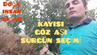 Göz aşı kayısı sürgün seçilmesi tree grafting