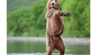 Funny Dancing Animals Compilation