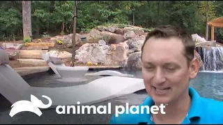 ¡La piscina de lujo está lista! | Los Reyes de las Piscinas  | Animal Planet