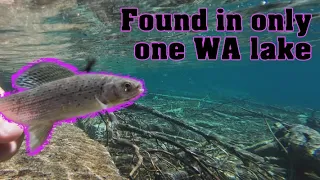WA Fish Quest EP 54: Arctic Grayling