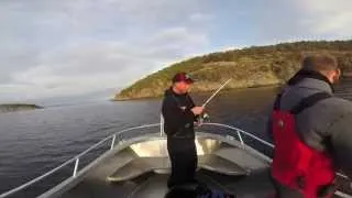 Light shad fishing at Skarnsundet Norway