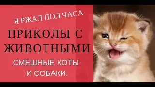 ПРИКОЛЫ С ЖИВОТНЫМИ. Я РЖАЛ ПОЛ ЧАСА. Смешные Коты и Собаки. Cute Cats #127