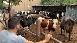 LIVESTOCK  IN THE HEAT OF SUMMER / DAILY WORKS 44