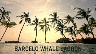 Maldives 2024 - Barcelo Whale Lagoon