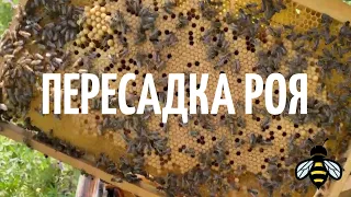 ЛОВЛЯ РОЕВ. ПЕРЕСАДКА РОЯ. РОЕЛОВСТВО.ЛОВУШКА ПРОСТОЯЛА НА АКАЦИИ.ЕКОНОМИЯ ВОЩИНИ ПРИ ЛОВЛЕ РОЕВ