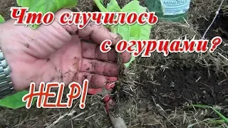 Что случилось с огурцами? Болезни огурцов и как с этим бороться.