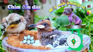 Mang Tổ Trứng Lạ Trên Cột Khói Lò Về Ấp Và Nuôi Thêm Chim Đầu Dìu / Quế Nghịch