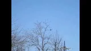 Кувыркающийся в полете голубь в Новочеркасске