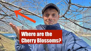 Tokyo’s Cherry Blossoms are here yet - but Why?