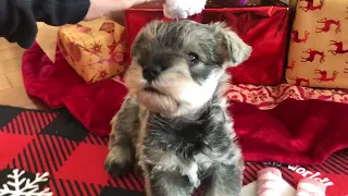 🐶 Coco the Mini Schnauzer has started talking with her cute little voice!