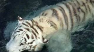 White Bengal Tiger Swimming - Close-up