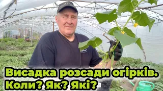 🥒Висадка розсади огірків🥒 Коли? Як? Які?