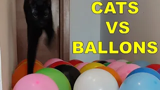 Cute Cats Playing With Balloons | Funny Balloons Challenge