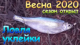 Открыл сезон весна 2020. Ловля уклейки на малой реке.