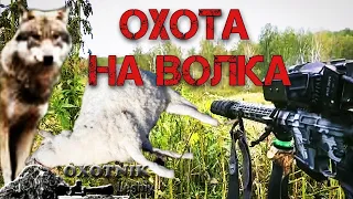 Волчица совершила ошибку вернувшись к убитой овце. Охота на Волка.