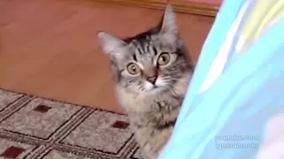 The cat is planning something evil (кот задумал что-то недоброе)