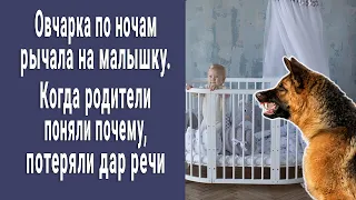 Овчарка каждую ночь рычала на малышку. Когда родители поняли почему, чуть в обморок не упали