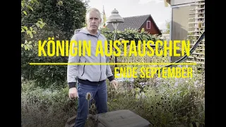 Königin austauschen Ende September - Alte raus, Neue rein!