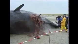 Exploding sperm whales