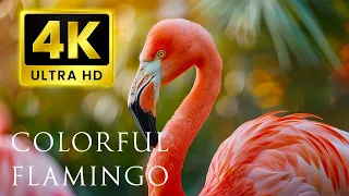 Beautiful Flamingos - 4K UHD 60FPS Video - Flamingo Bird Collection With Relaxing Music