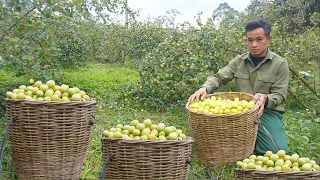 Taking care of the mother cow after giving birth, harvesting apples to sell at the market 142