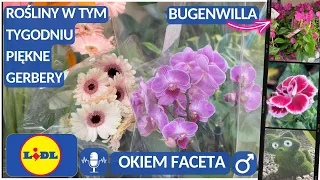 LIDL‼️KWIATY W CZERWCU DO 8.06 🌵WILCZOMLECZ - RÓŻNE ODMIANY🪴ALSTROMERIA, BUGENWILLA, BANANOWIEC