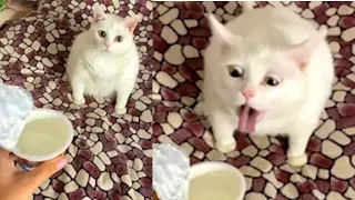 😁 Dogs And Cats Reaction To Food - Funny Animal Reaction | Funny Pets