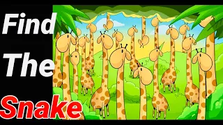 Can You Find the Odd One Out in These Pictures?|Brain Teaser Riddles | Wild Me