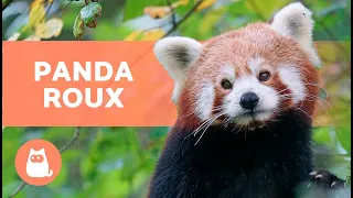 Le PANDA ROUX 🐼❤️ (Caractéristiques, Habitat et Alimentation)