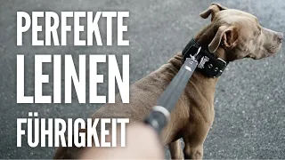 Leinenführigkeit | So zieht dein Hund nie wieder an der Leine | Hundetraining by Vitomalia