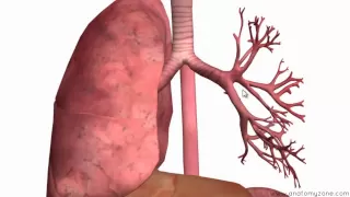 Respiratory System Introduction - Part 2 (Bronchial Tree and Lungs) - 3D Anatomy Tutorial