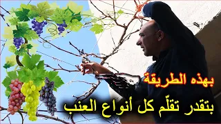 طريقة تقليم اي نوع عنب