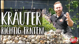 Kräuter richtig ernten! [1/2] | Wann & Wie | Freizeit Garten