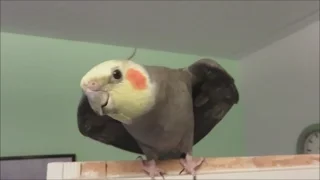 More babbling and whistling from our cockatiel