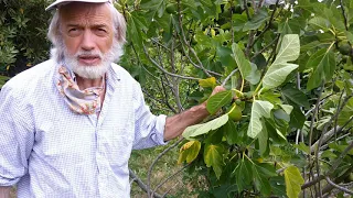 Desert King, a reliable and delicious fig for the Pacific Northwest