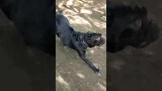 Как радуется неаполитанский мастиф Маля.😃 How happy the Neapolitan Mastiff Malya is.