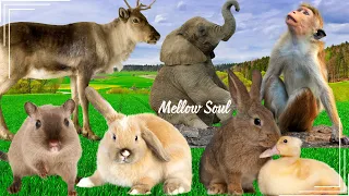 Discover Amazing familiar animals life: deer, elephant, monkey, hamster, rabbit, duck