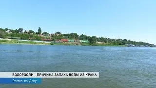 ВОДОРОСЛИ - ПРИЧИНА ЗАПАХА ВОДЫ ИЗ КРАНА