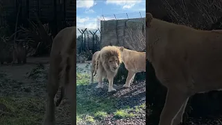 When your dad doesn't want to play games! 🦁👋 #lion #bigcat #cuteanimals