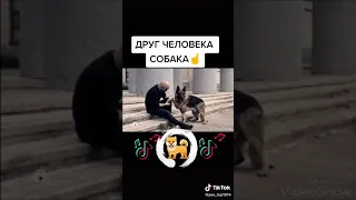 Пёс граф