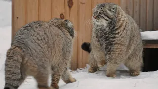 Pallas's cats are fighting over territory after breeding season