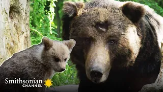 Bear Mother Protects Her Cubs from an Attack 🐻 Wild Castles | Smithsonian Channel