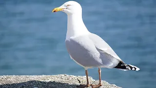 100% PURE SEAGULLS NOISE [SOUND OF NATURE] 10h